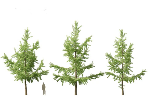 Ginkgo Biloba - &Aacute;rvore Maidenhair 03 Modelo 3D