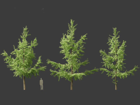 Ginkgo Biloba - &Aacute;rvore Maidenhair 03 Modelo 3D