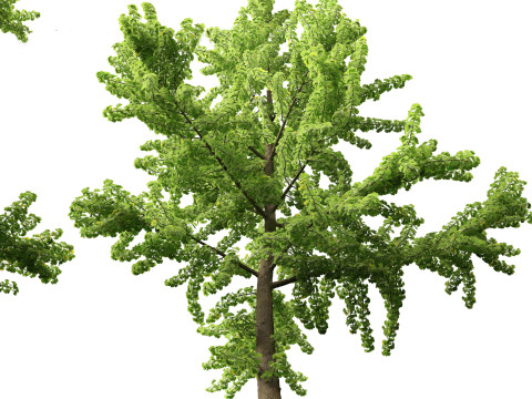 Ginkgo Biloba - Maidenhair Tree 03 3Dモデル