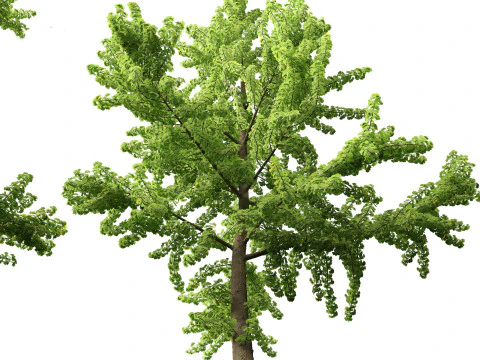 Ginkgo Biloba - &Aacute;rvore Maidenhair 03 Modelo 3D