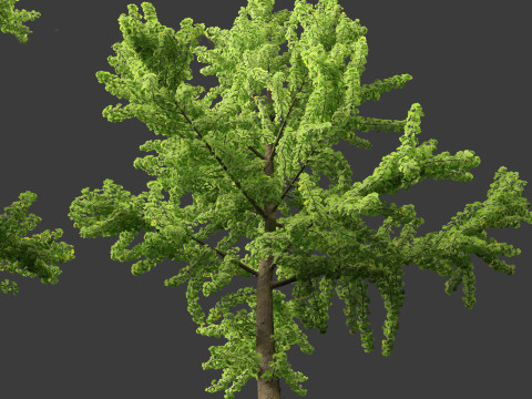 Ginkgo Biloba - Maidenhair Tree 03 3Dモデル
