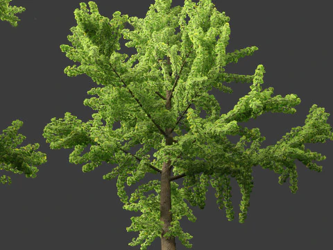 Ginkgo Biloba - &Aacute;rvore Maidenhair 03 Modelo 3D