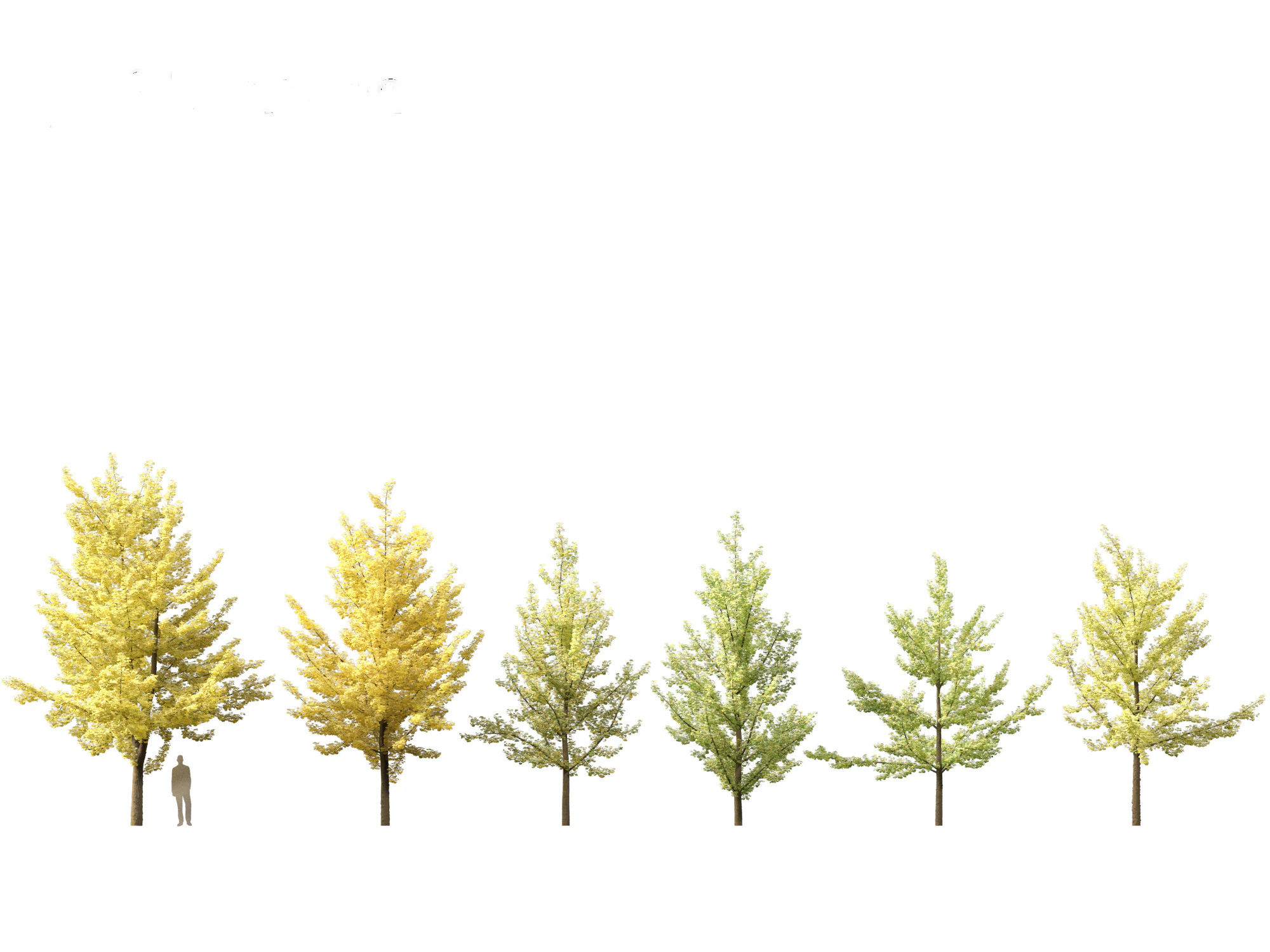 Ginkgo Biloba - Maidenhair Tree 02 3D Model .c4d .max .obj .3ds .fbx .stl .blend 