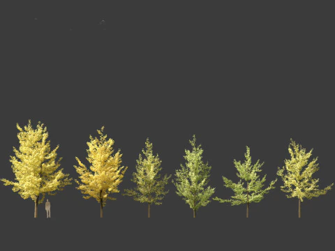 Ginkgo Biloba - Maidenhair Tree 02 3D Model