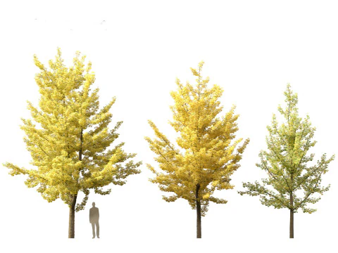 Ginkgo Biloba - Maidenhair Tree 02 3D Model