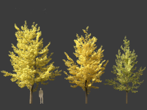Ginkgo Biloba - Maidenhair Tree 02 Modèle 3D