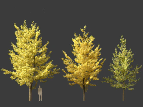 Ginkgo Biloba - Maidenhair Tree 02 3D Model