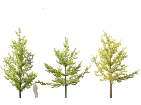 Ginkgo Biloba - Maidenhair Tree 02 3D Model