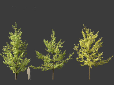 Ginkgo Biloba - Maidenhair Tree 02 Modèle 3D