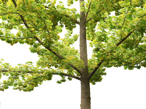 Ginkgo Biloba - Maidenhair Tree 02 Modèle 3D