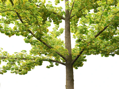 Ginkgo Biloba - Maidenhair Tree 02 3D Model