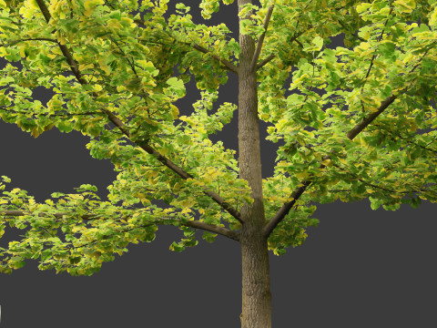 Ginkgo Biloba - Maidenhair Tree 02 Modèle 3D