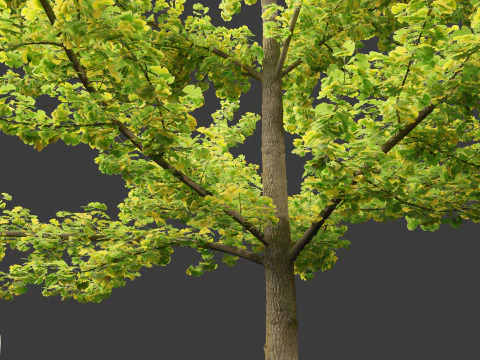 Ginkgo Biloba - Maidenhair Tree 02 3D Model