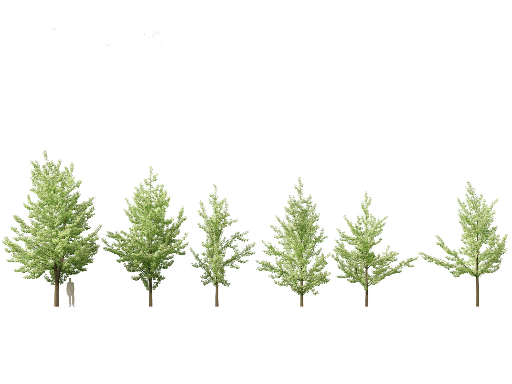 Ginkgo Biloba - Maidenhair Tree 01 3D Model .c4d .max .obj .3ds .fbx .stl .blend 