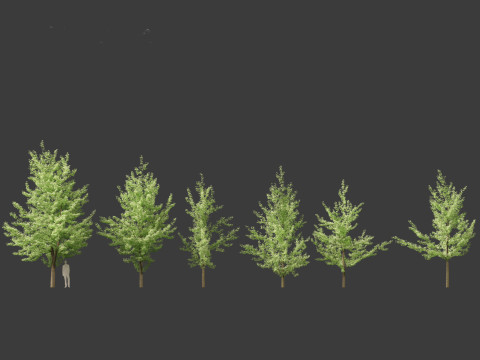Ginkgo Biloba - Maidenhair Tree 01 Modello 3D