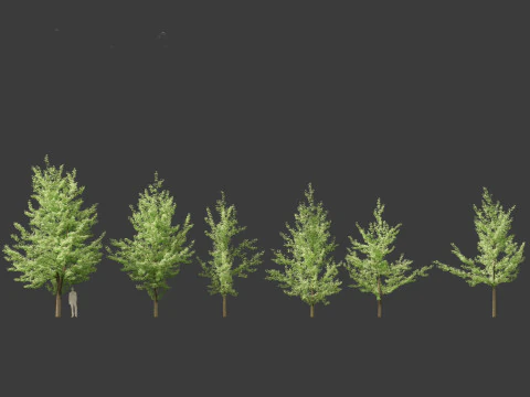 Ginkgo Biloba - Maidenhair Tree 01 3D Model