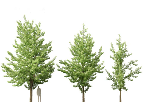 Ginkgo Biloba - Maidenhair Tree 01 3D Model