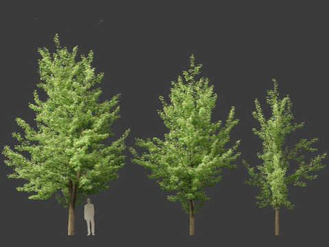 Ginkgo Biloba - Maidenhair Tree 01 3D Model