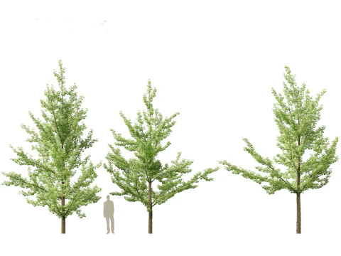 Ginkgo Biloba - Maidenhair Tree 01 3D Model