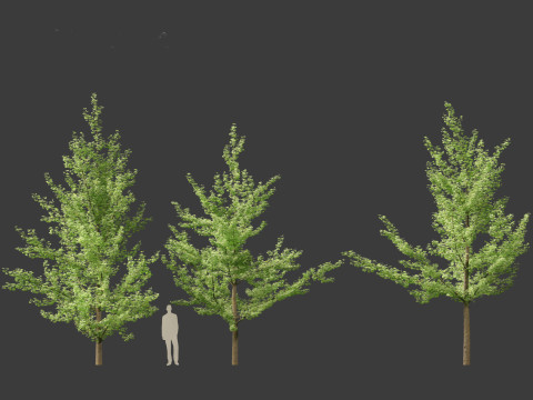 Ginkgo Biloba - Maidenhair Tree 01 Modello 3D