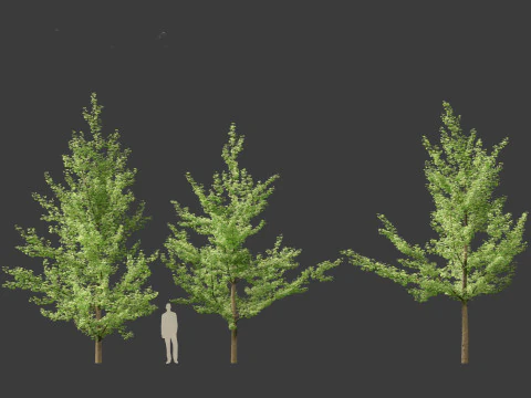 Ginkgo Biloba - Maidenhair Tree 01 3D Model