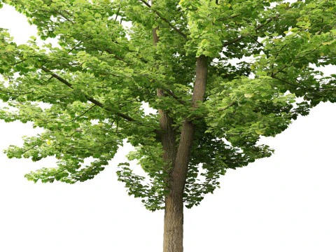 Ginkgo Biloba - Maidenhair Tree 01 3D Model