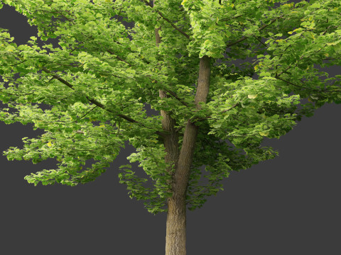 Ginkgo Biloba - Maidenhair Tree 01 Modello 3D