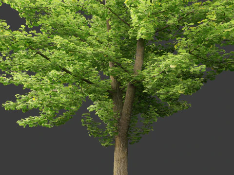 Ginkgo Biloba - Maidenhair Tree 01 3D Model