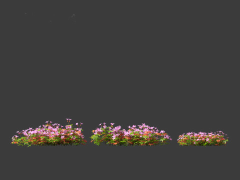 Geranium robertianum - herb-Robert 3Dモデル