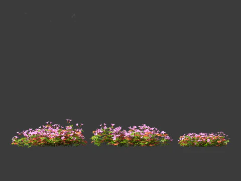 Geranium robertianum - herb-Robert 3D Model