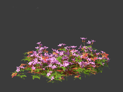 Geranium robertianum - herb-Robert 3Dモデル