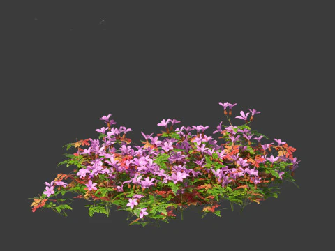 Geranium robertianum - herb-Robert 3D Model