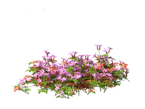 Geranium robertianum - herb-Robert 3Dモデル
