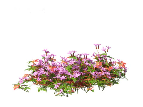 Geranium robertianum - herb-Robert 3D Model
