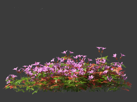 Geranium robertianum - herb-Robert 3Dモデル