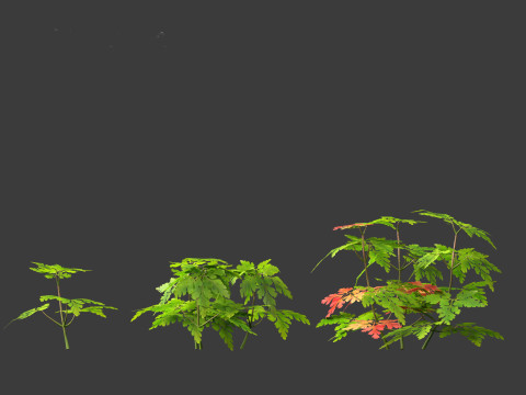 Geranium robertianum - herb-Robert 3Dモデル