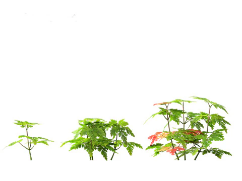 Geranium robertianum - herb-Robert 3D Model