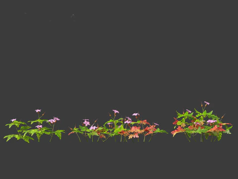 Geranium robertianum - herb-Robert 3D Model