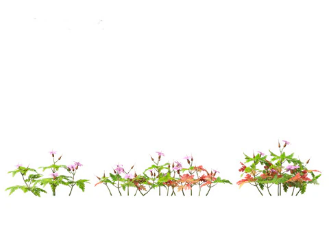 Geranium robertianum - herb-Robert 3D Model