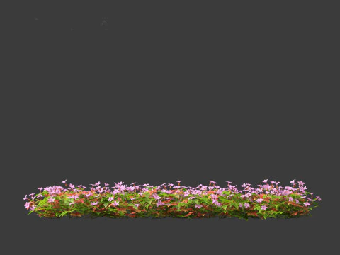 Geranium robertianum - herb-Robert 3D Model