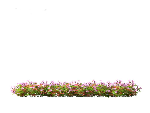 Geranium robertianum - herb-Robert 3D Model
