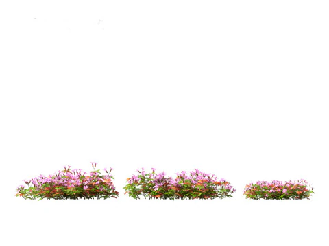 Geranium robertianum - herb-Robert 3D Model
