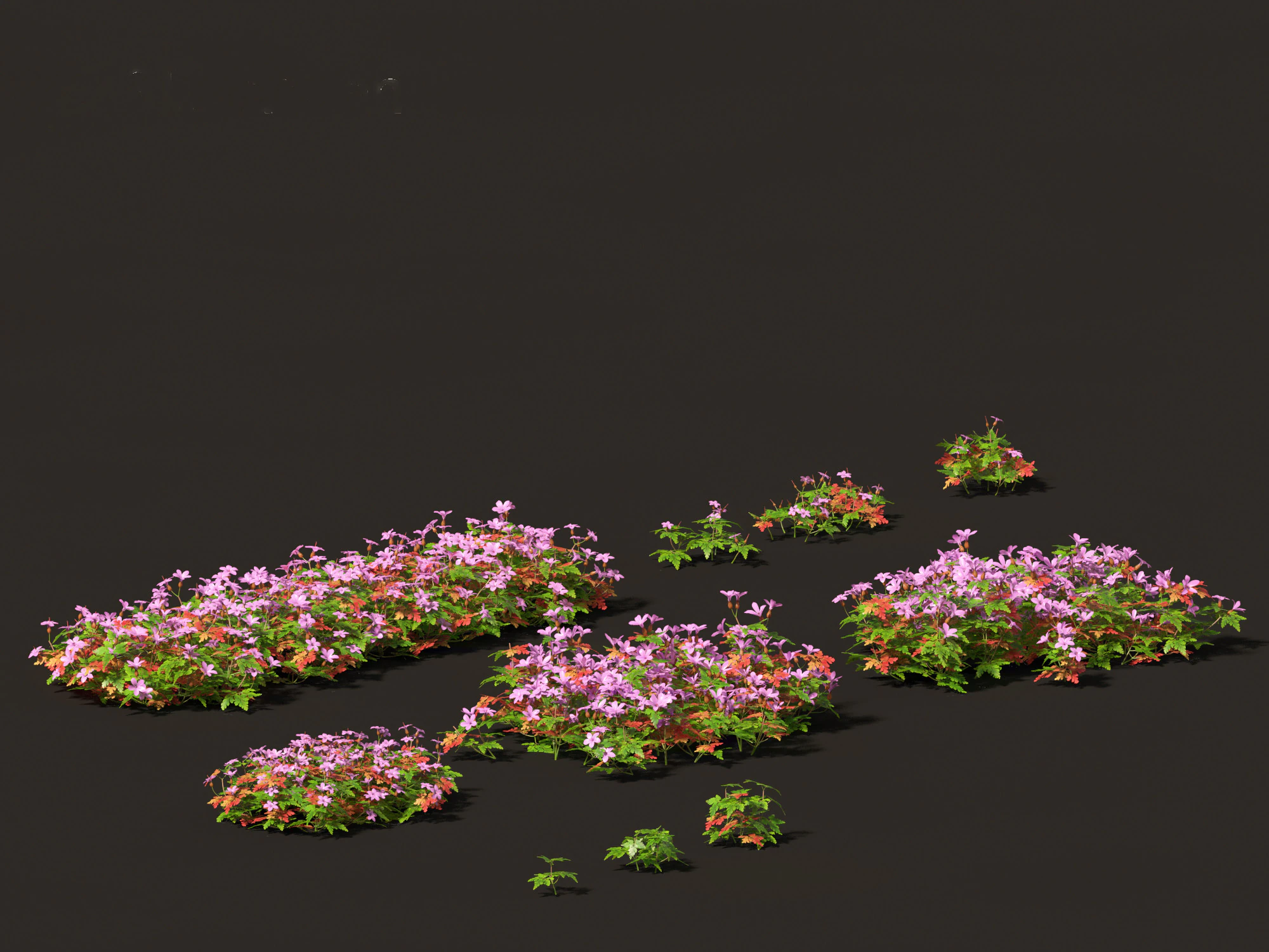 Geranium robertianum - herb-Robert 3D Model .c4d .max .obj .3ds .fbx .stl .blend 