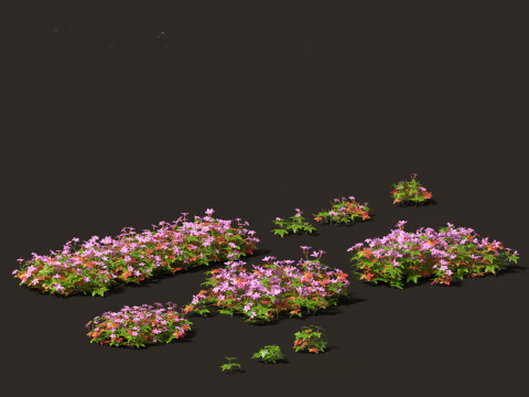 Geranium robertianum - herb-Robert 3Dモデル