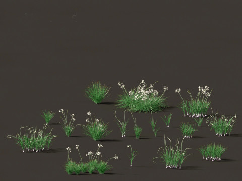 Garlic - Allium sativum 3Dモデル