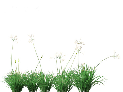 Garlic - Allium sativum 3D Model