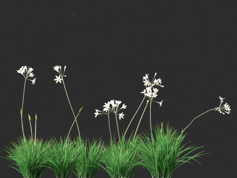 Garlic - Allium sativum 3D Model