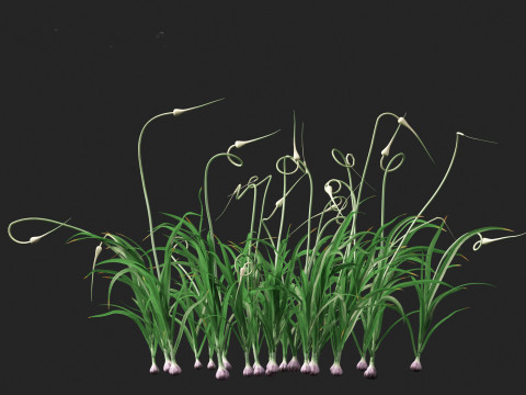 Garlic - Allium sativum 3D Model