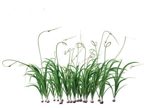 Garlic - Allium sativum 3D Model
