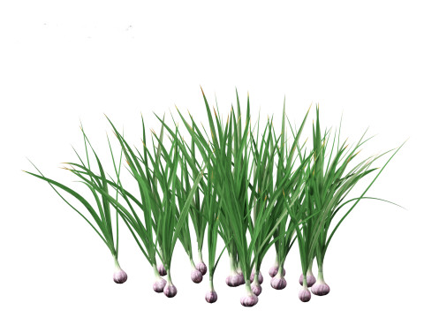 Garlic - Allium sativum 3D Model